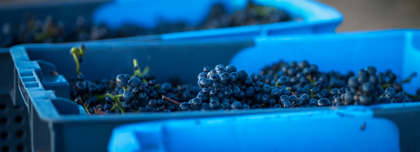 Elanto Vineyard grapes